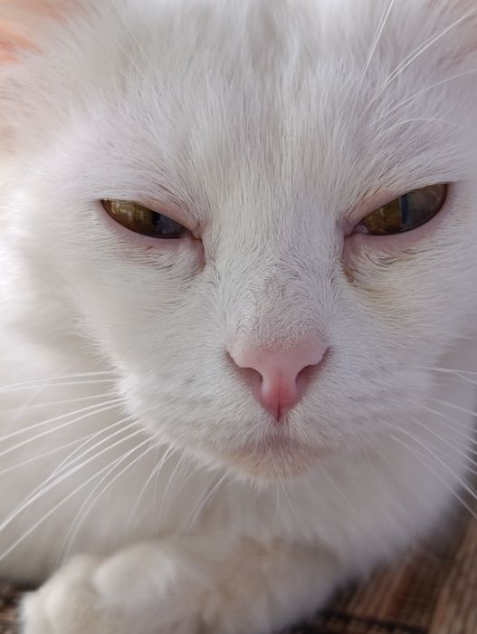 Ищу дом для кошечки в Алмате