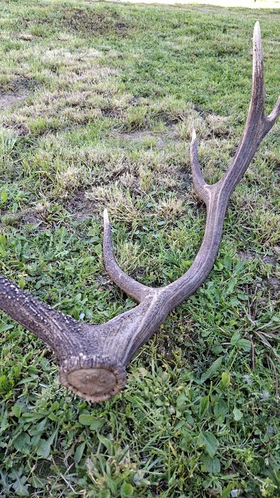 Еленски рог единичен