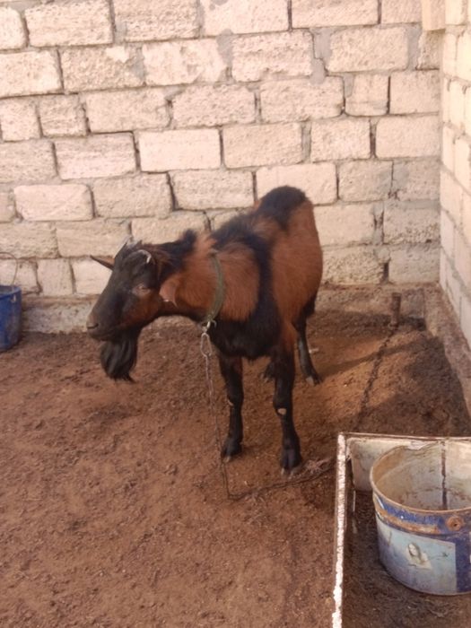 Асыл тұқымды Нуби сүтті ешкі сатылады