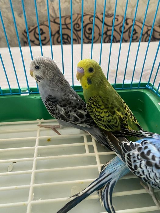 Продам волнистых попугаев