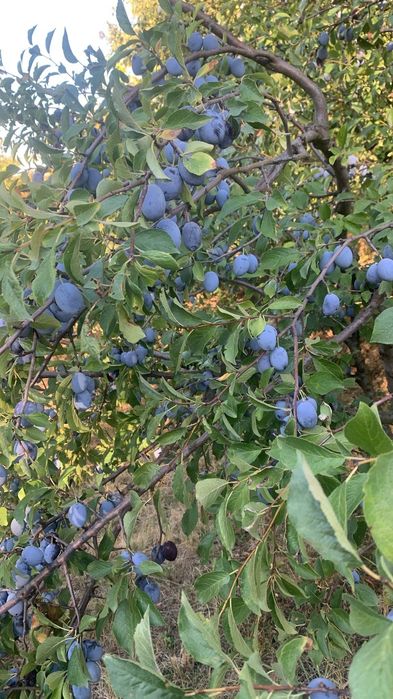 Prune bistrite pentru dulceata