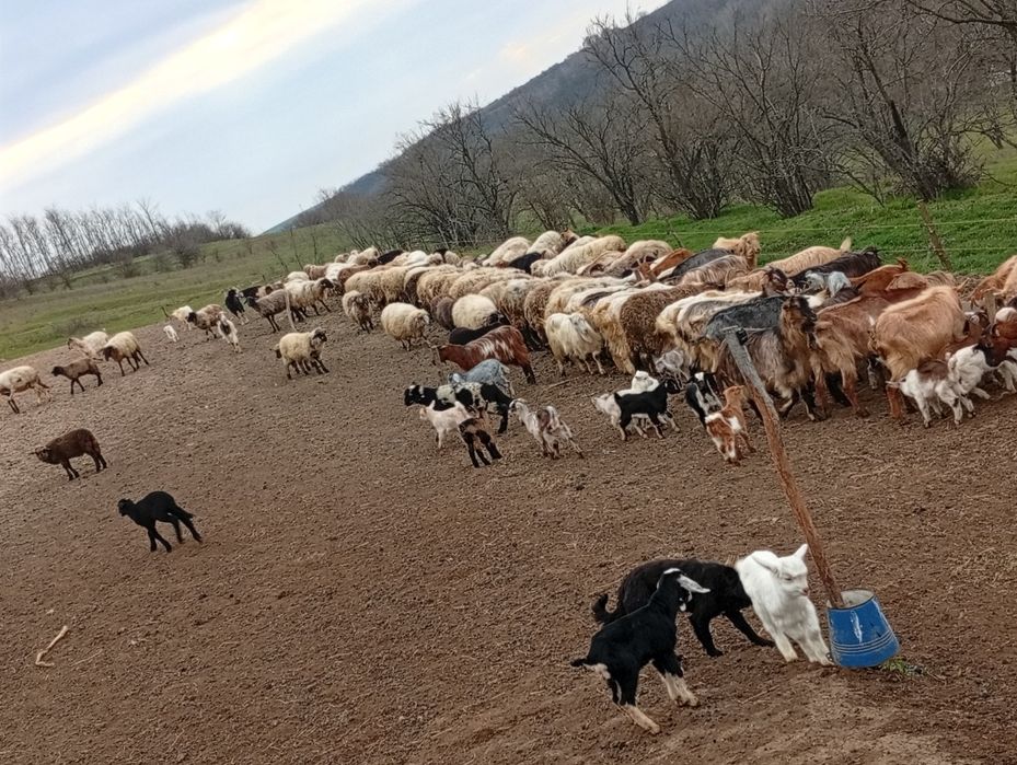 Vând capre cu iezi și oi cu miei