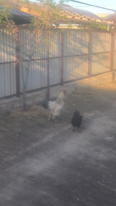 11 Айлық қораз сатылады