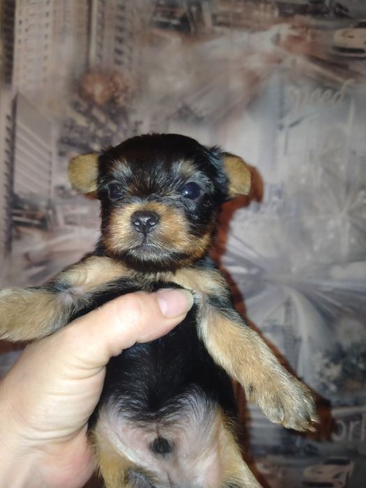 Йоркширский терьер