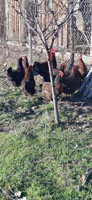 Яйца от катунски кокошки