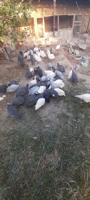 Sisarka tuxumlari sotiladi donasi 10 ming 10 taga 1 bonus