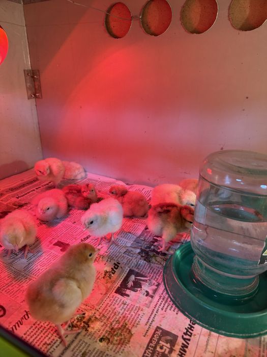 РедБро цыплята РедБро