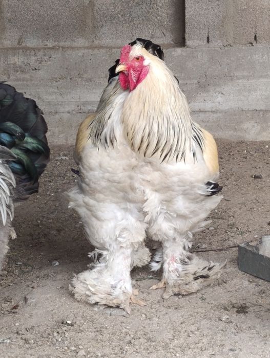 Продам петрушков Белой Брамы