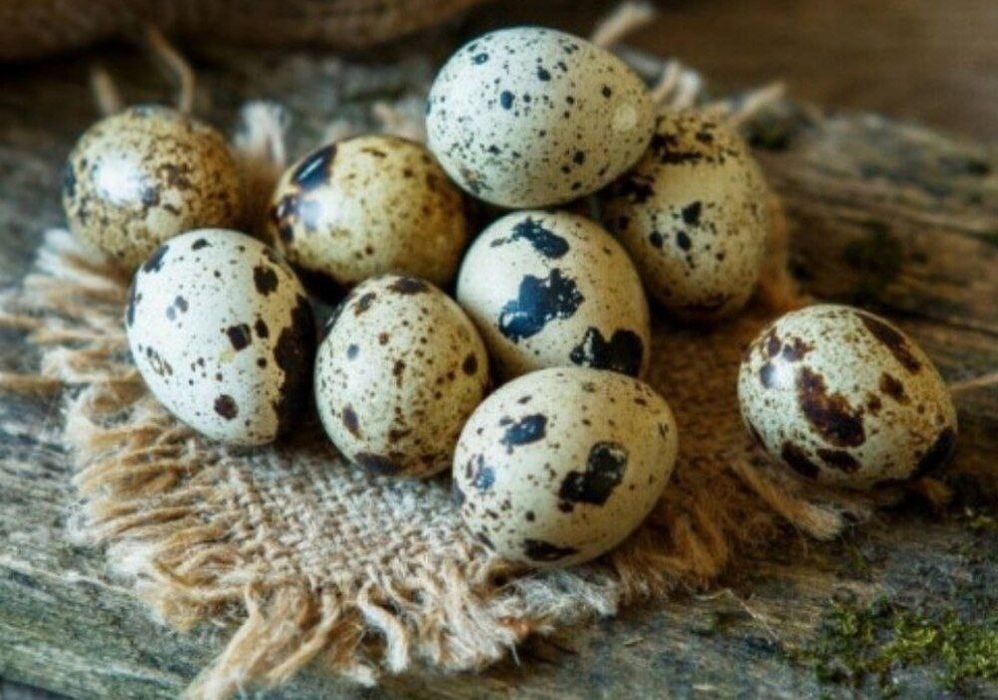 Bedana tuxumi sotiladi siveji