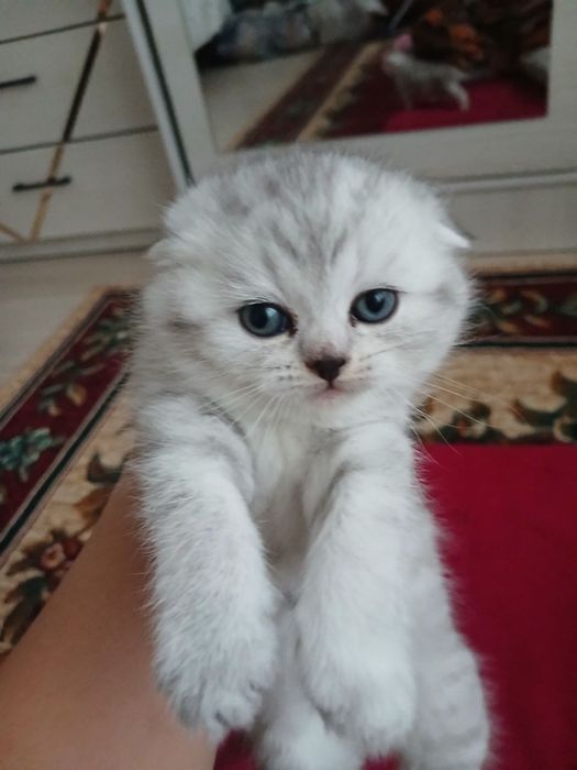 Parodniy Mushuk bolasi 2ta