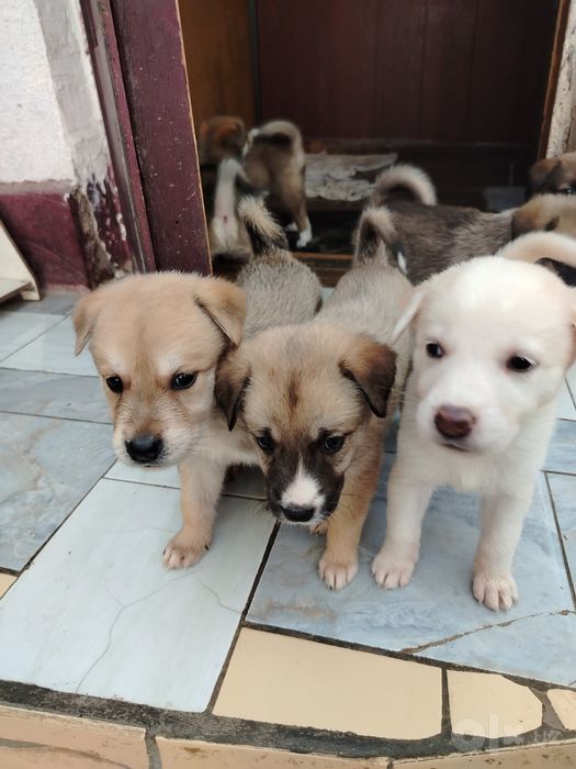 Щенки акита помесь 1мес