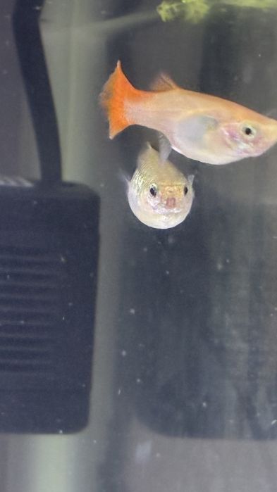 Продавам гупи и червени ckapugu Red Cherry