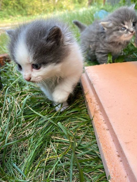 Котята в добрые руки