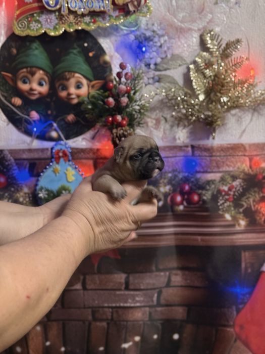 Шикарные девочки французкого бульдого