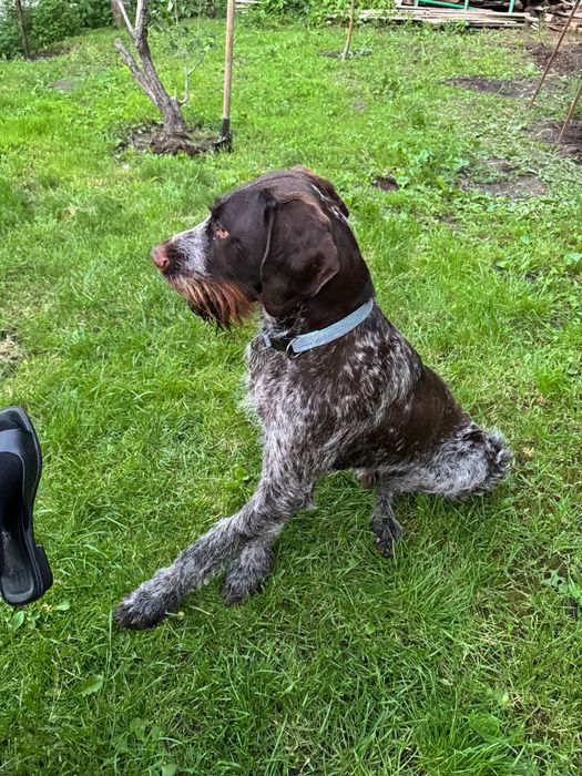 Кобель  для вязки