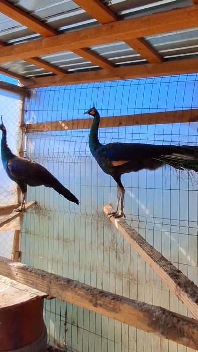 Mascul paun Verde,Java-Muticus !