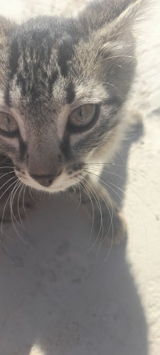 Отдам в добрые руки котят