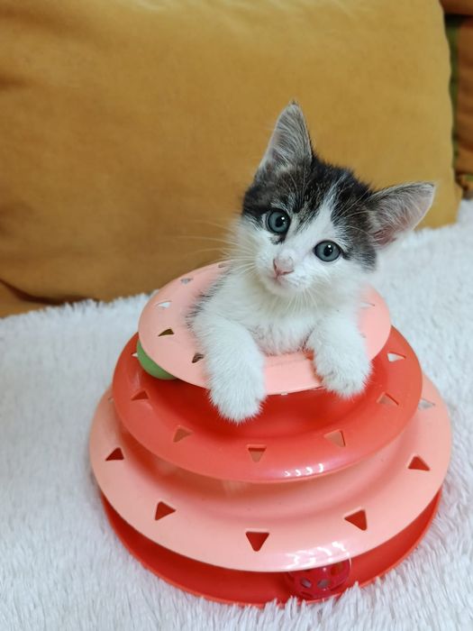 Котёнок кошечка в добрые ручки