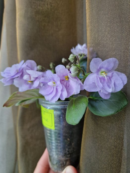 Фиалка сортовая.  Комнатные цветы