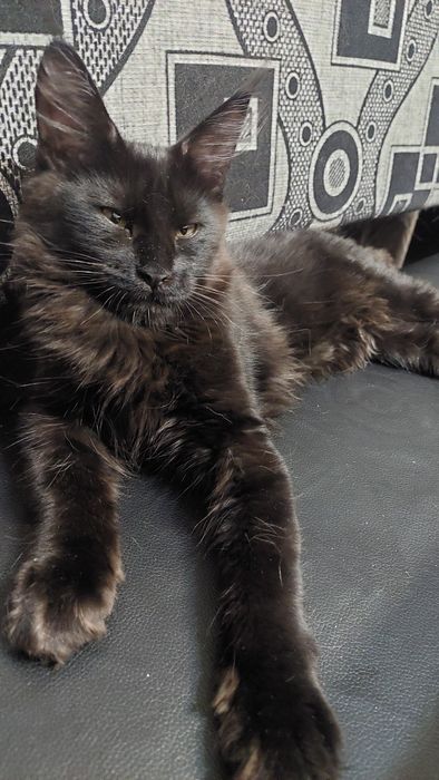 Продается кошечка Мейн-кун