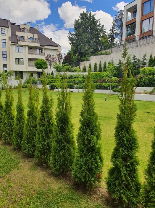 Предлагаме Туя-Смарагд и др.Озеленяване и подръжка на зелени площи