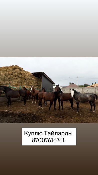 Тайлар Жабагы годовалые по договорной цене