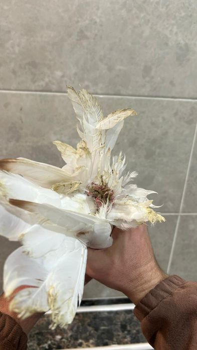 Продам молодого гульбадама