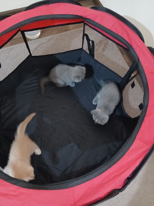 Скотиш фолд ва скотиш страйт