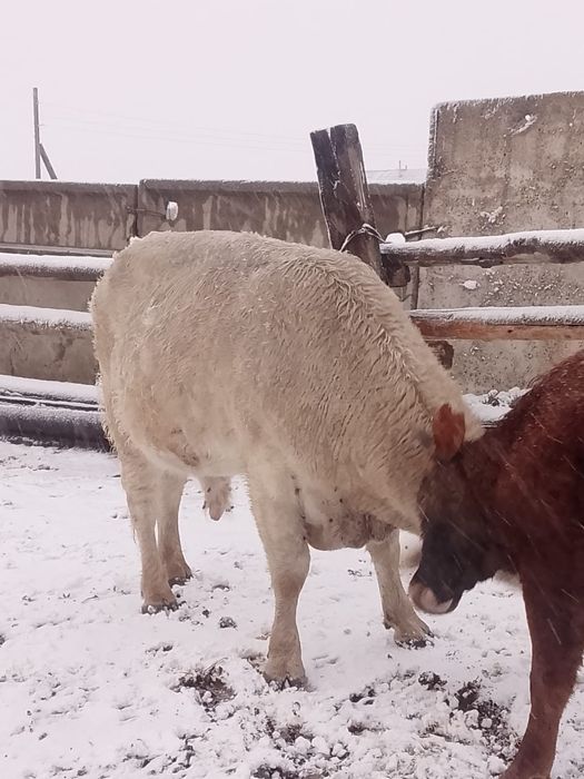 Бұқа бык сатылады подсос бычки