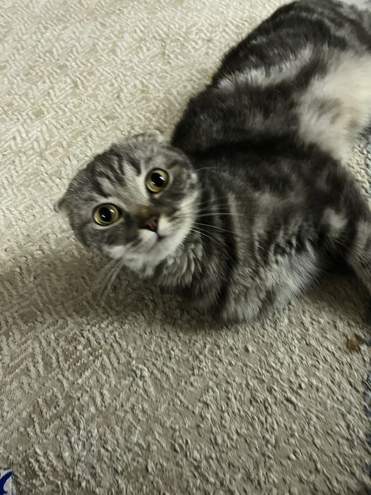 Вязка бесплатно кошка