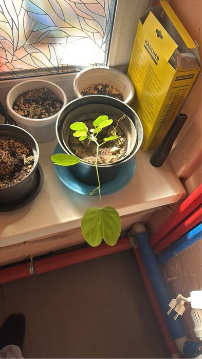 Экзотические растения