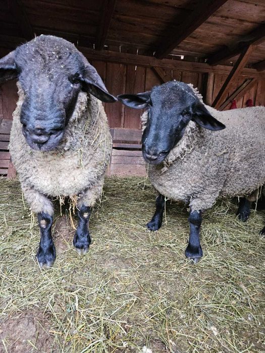 Berbeci rasa Suffolk