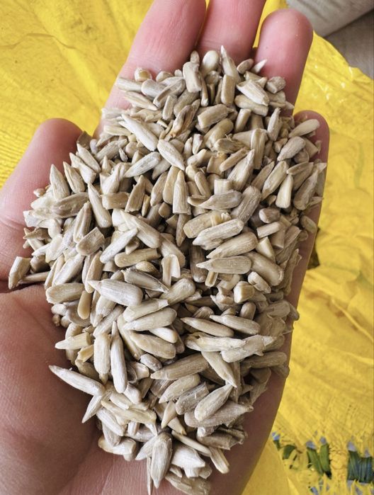 Oq semichka mag’zi