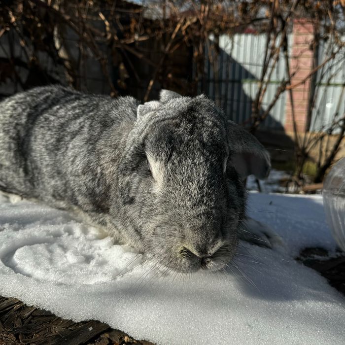 Крольчиха Серый Великан