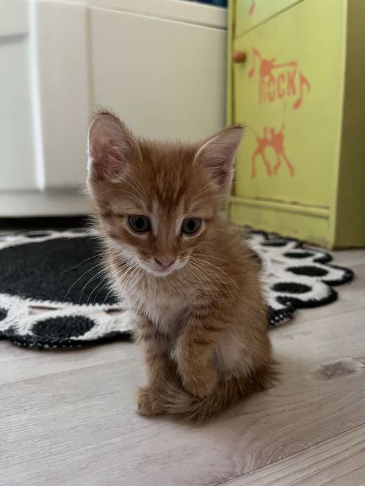 Котенок(мальчик)в добрые руки