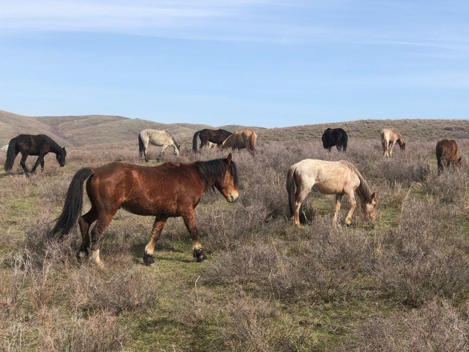 Айғыр, бие сатылады