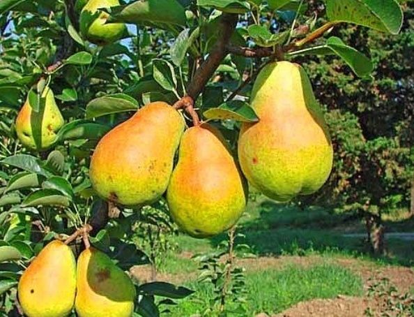 Pomi Fructiferi Străvechi Glia Strămoșească (Soiuri De Peri )