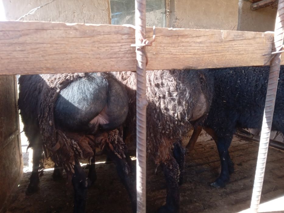 Кой 5 шт кошкарлар