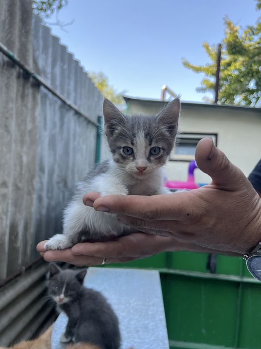Котята в добрые руки