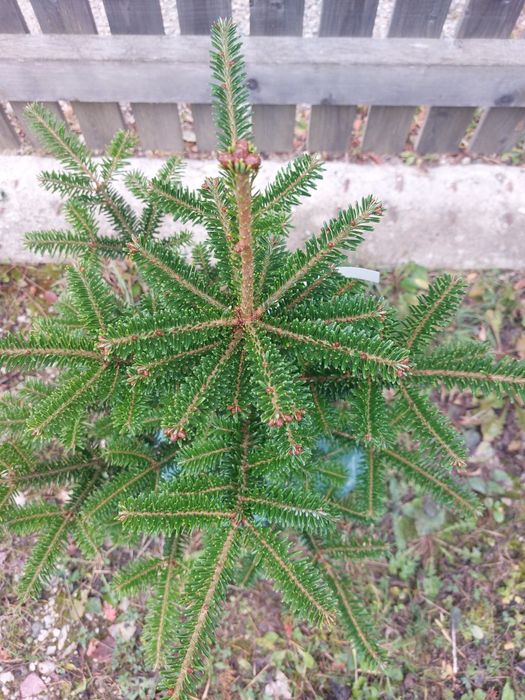 Brazi Abies fraseri cu balot de pamant- calibru 60-80 cm