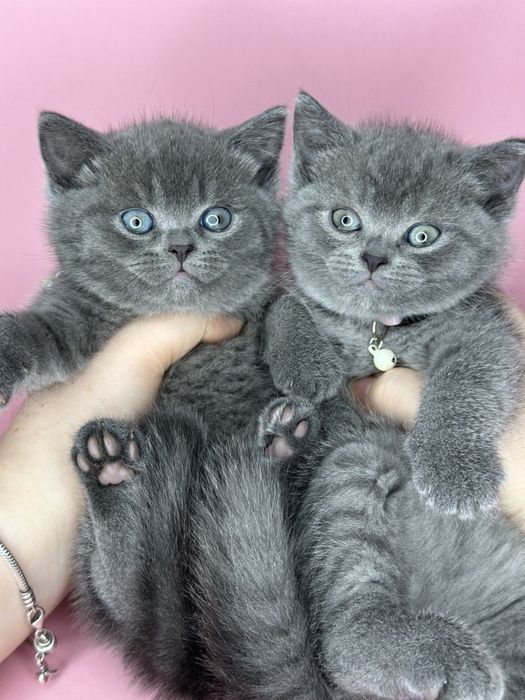 Чистакровные котята скоттиш страйт с паспортом