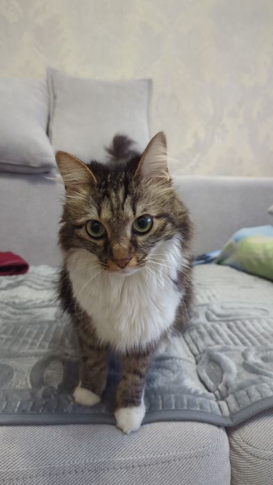 Кошка Бесплатно кошка