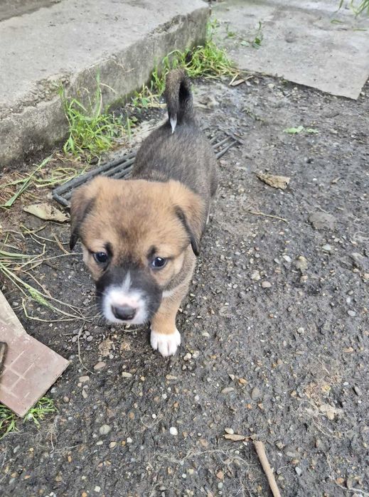 Dăruiesc spre adopție 3 pui grași și sănătoși