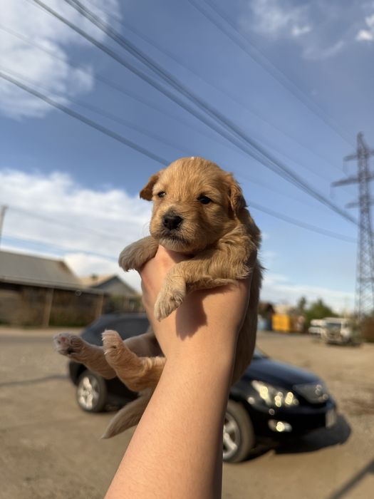 карликовый пудель щенки