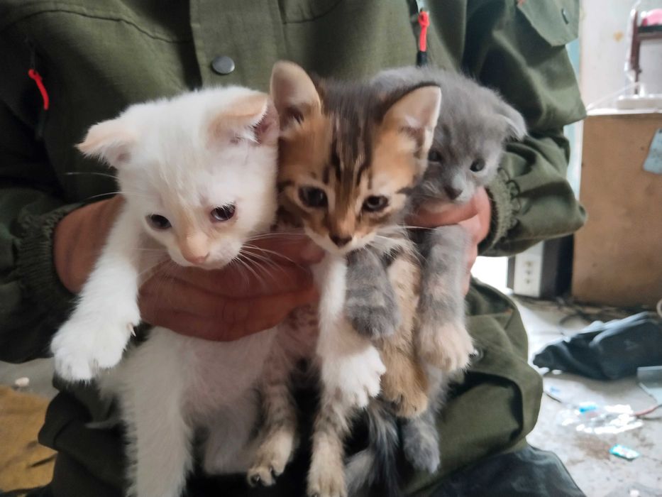 Отдам котят бесплатно