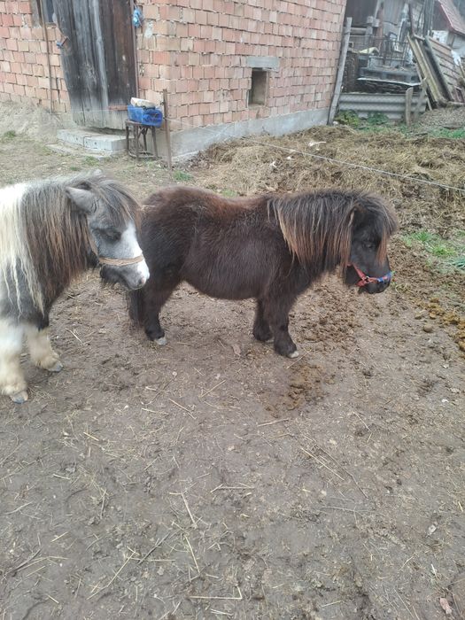 Ponei,poneite de vanzare