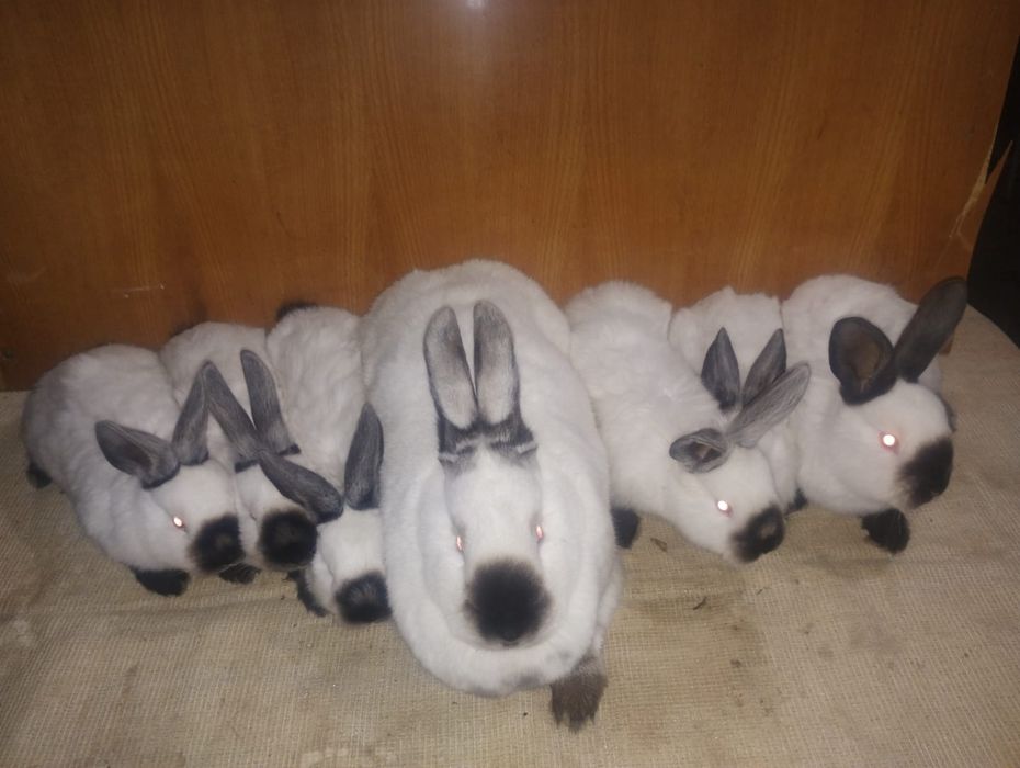 Vând iepuri californian