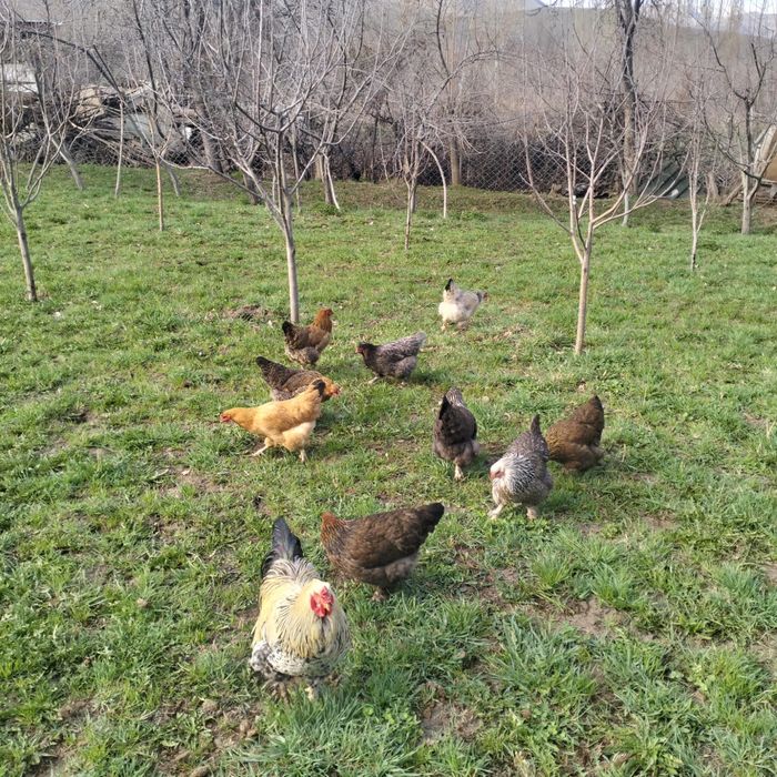 Продам курей домашних