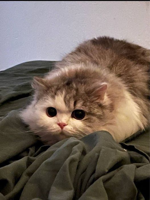 Отдам бесплатно Сибрскую кошку