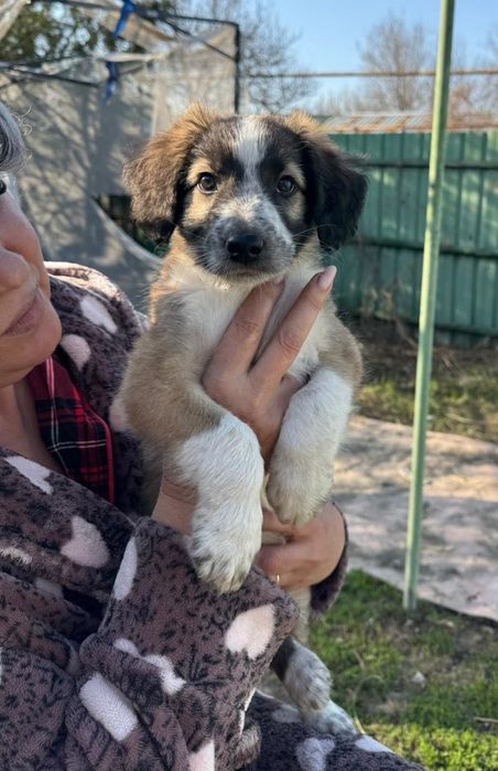 Отдам в хорошие руки